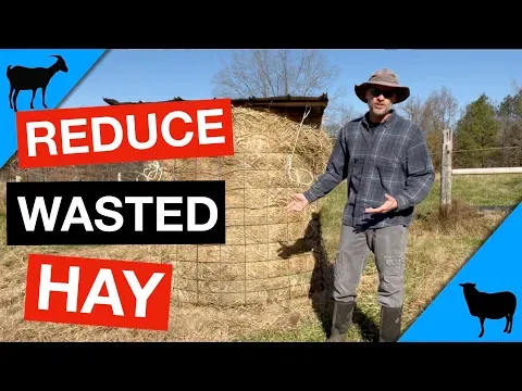 Feeding Round Hay Bales to Sheep and Goats