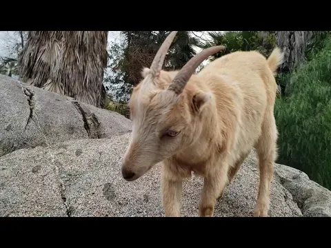 Goats climbs rocks