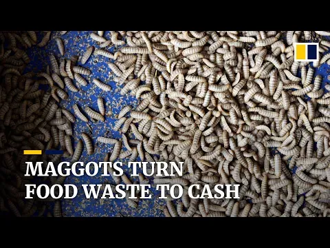 Maggots convert food waste to 'gold' at Singapore insect farm
