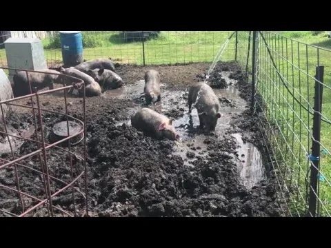PIGS PLAYING IN THE MUD!!