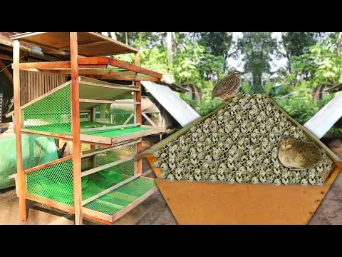 QUAIL FARMING-Thousands of Quails chicks & Build Modern DIY Quail Cage!!
