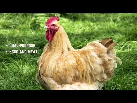 Top 10 Largest Chicken Breeds In the World [+ Some Record Holders!]