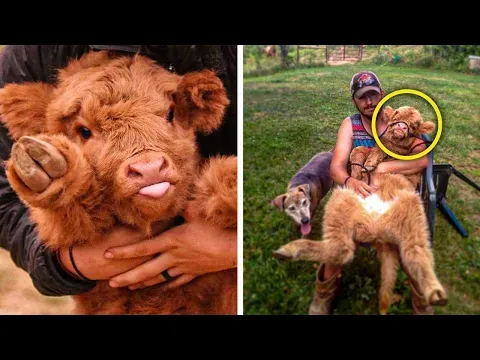 Highland Cattle Calves Are The Most Adorable And Cuddly Cows You Will Ever See