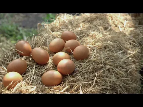 9 Eggcellent Solutions to Get Your Chickens to Lay Eggs Again!