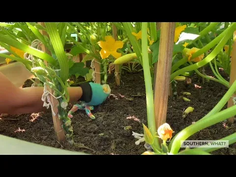 Grow squash and zucchini vertically!