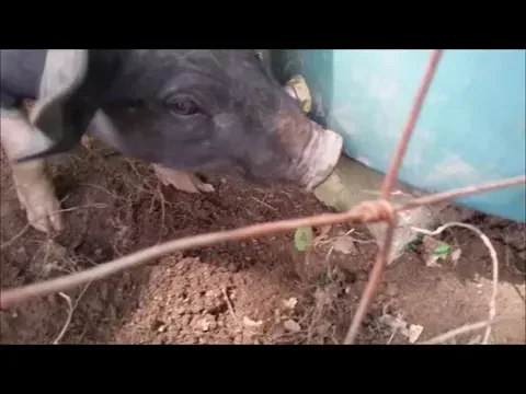 How To Make A Pig Waterer
