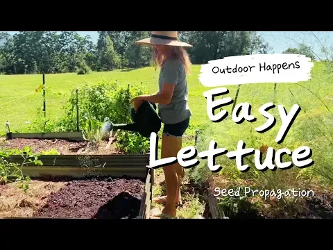 Super Easy Lettuce From Seed [My Lazy Way of Growing Lettuce!]