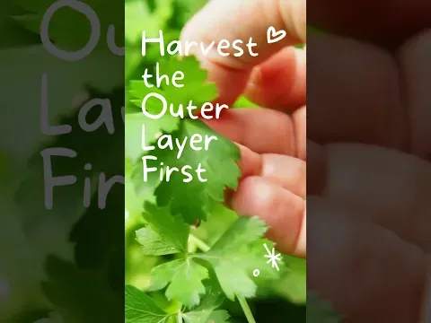 How to Harvest Cilantro Tips (Without Killing the Plant!