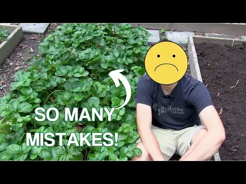 EVERYTHING I wish I Knew When I First Planted Strawberries