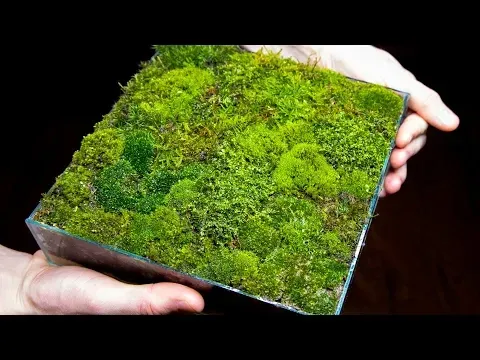 Making a Moss Garden from Scratch (Satisfying & Relaxing)