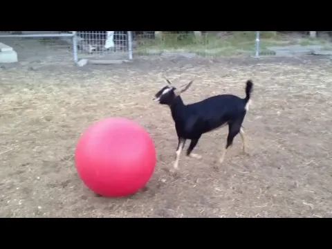 Baby goat teaches us how to play with a yoga ball... adorable!