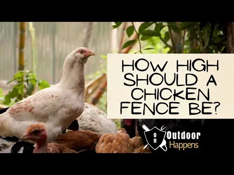 How High Should a Chicken Fence Be to Keep Chickens In and Predators Out?