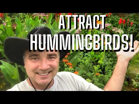 Best Plants To Attract Hummingbirds And Butterflies To Your Garden !