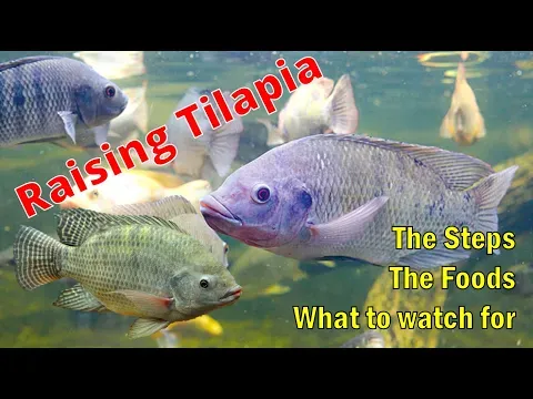 Raising Tilapia from the first day through 3 months
