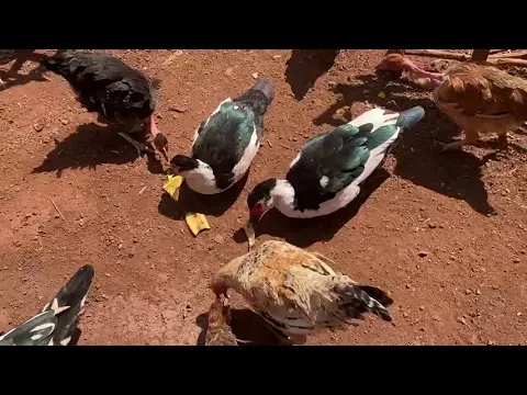 This is what happens when you throw banana peels out for chickens and ducks (small village in Kenya)