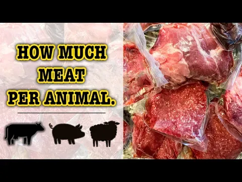 WHAT IS THE BEST ANIMAL TO RAISE FOR MEAT? | COWS, SHEEP, PIGS CHICKENS HOW MUCH MEAT beef lamb pork