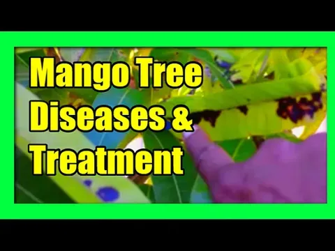 Mango Tree Diseases: Mango Diseases, Treatment and Prevention