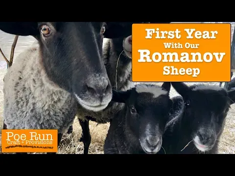 First Year With Our Romanov Sheep | Homestead Animals