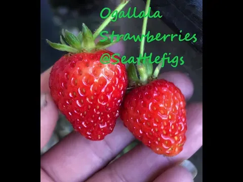 ogallala strawberries harvest seattle PNW gardening