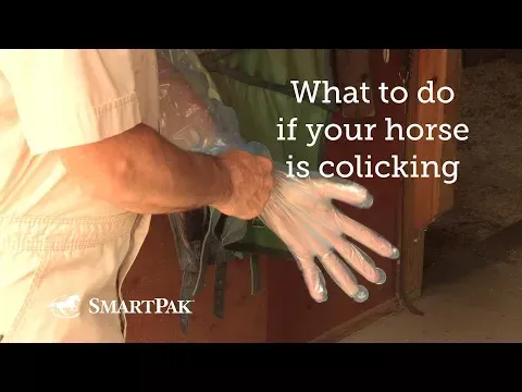 What to do if your horse is colicking