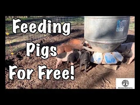 Free Pig Feed - Save BIG Money On Feeding Pastured Pigs