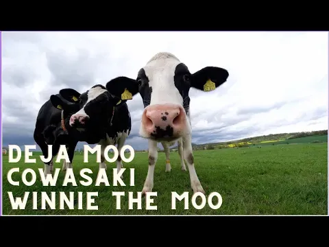 Top 24 Best Funny Cow Names: From Donald Rump to Red Bull, Guaranteed to Make You Laugh!