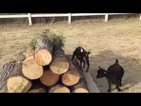 Goats get a new playground toy