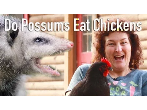 Do Possums Eat Chickens