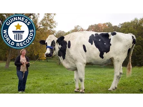 Meet Blosom, The Tallest Cow Ever! - Guinness World Records
