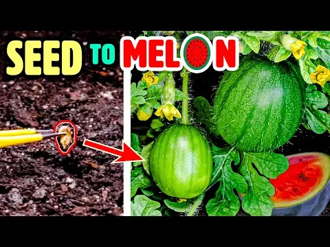 Growing Watermelon Plant Time Lapse - Seed to Fruit (110 Days)