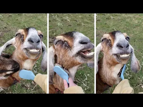 Goofy Goat Loves Being Brushed