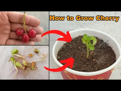 How to grow Cherry Plant at home - The Easiest Way to Grow Cherry from Seeds