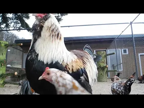 Thüringer Barthühner in Bad Brückenau Staatsbad Januar 2019  ( Thuringian Bearded Chickens )