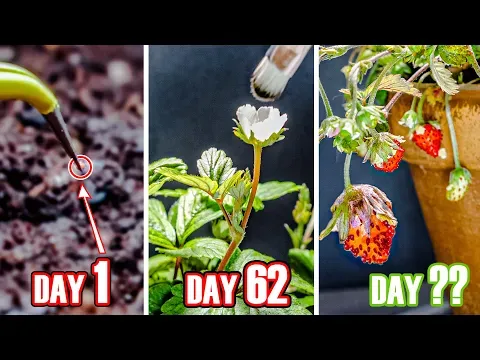 Strawberry Plant Growing Time Lapse - Seed To Fruit (95 Days)