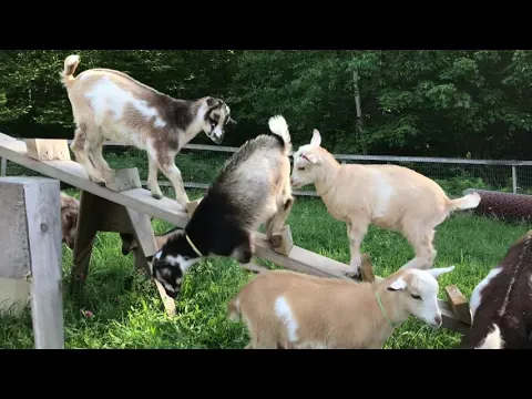 Goat Kids Slip & Slide