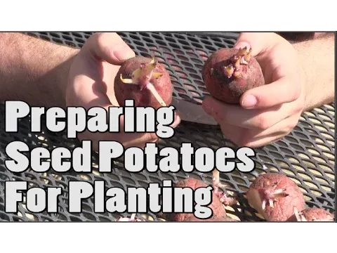 How To Prepare Potatoes For Planting - Chitting Tutorial