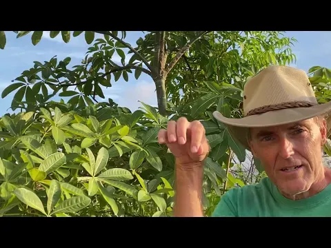 In the Garden with Dewey: The Saba Nut Tree