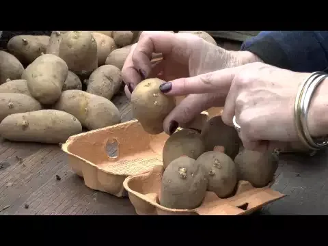 How to chit potatoes