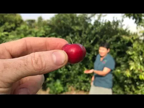 All about Acerola or Barbados Cherry Fruit Trees - Malpighia emarginata