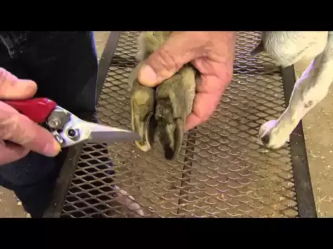 How to Trim Goat Hooves