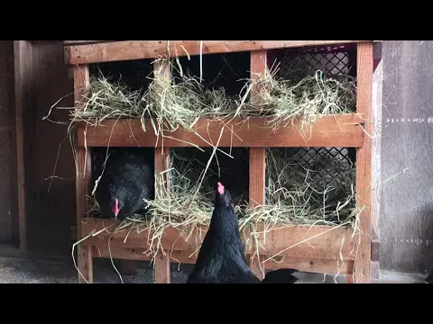 DIY chicken nesting boxes