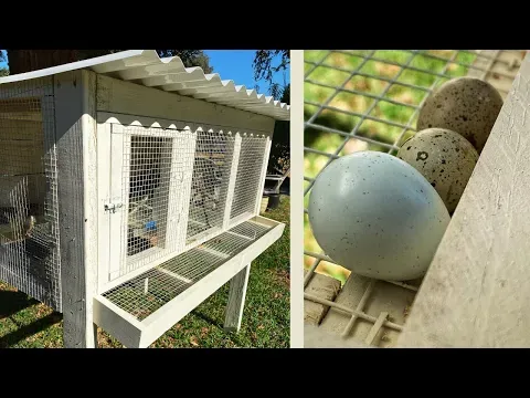 Easy Quail Cage With Egg Roll Out Tray
