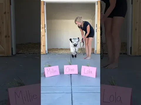 Baby cow chooses her forever name! #shorts