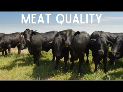 The Best Cows for Meat on the Homestead [Top 7 Beef Breeds!]