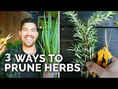 3 Methods for Pruning Herbs To Stimulate New Growth