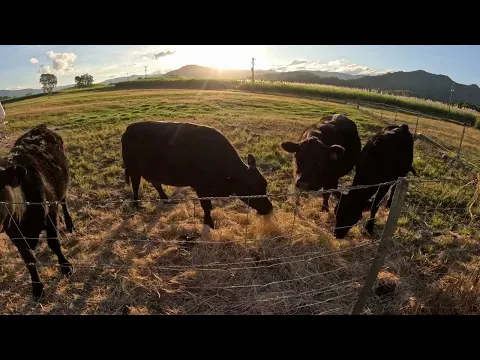 Feeding Our Mini Cows Hay at Sunset - Short 'n Sweet