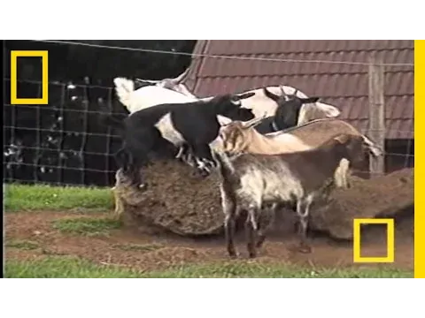Fainting Goats | National Geographic