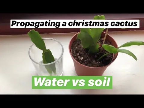Propagating Christmas cactus water vs soil with updates