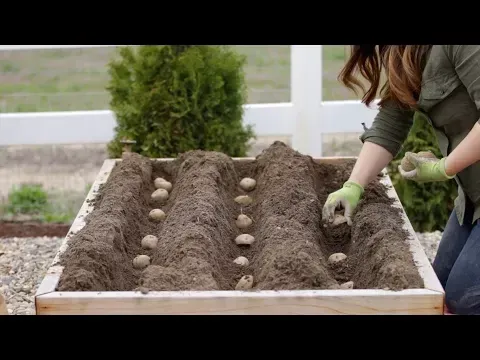 How to Plant Potatoes! 🥔🌿 // Garden Answer