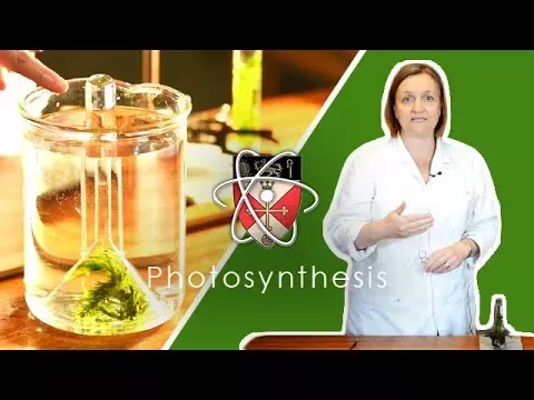 Rates Of Photosynthesis - GCSE Science Required Practical